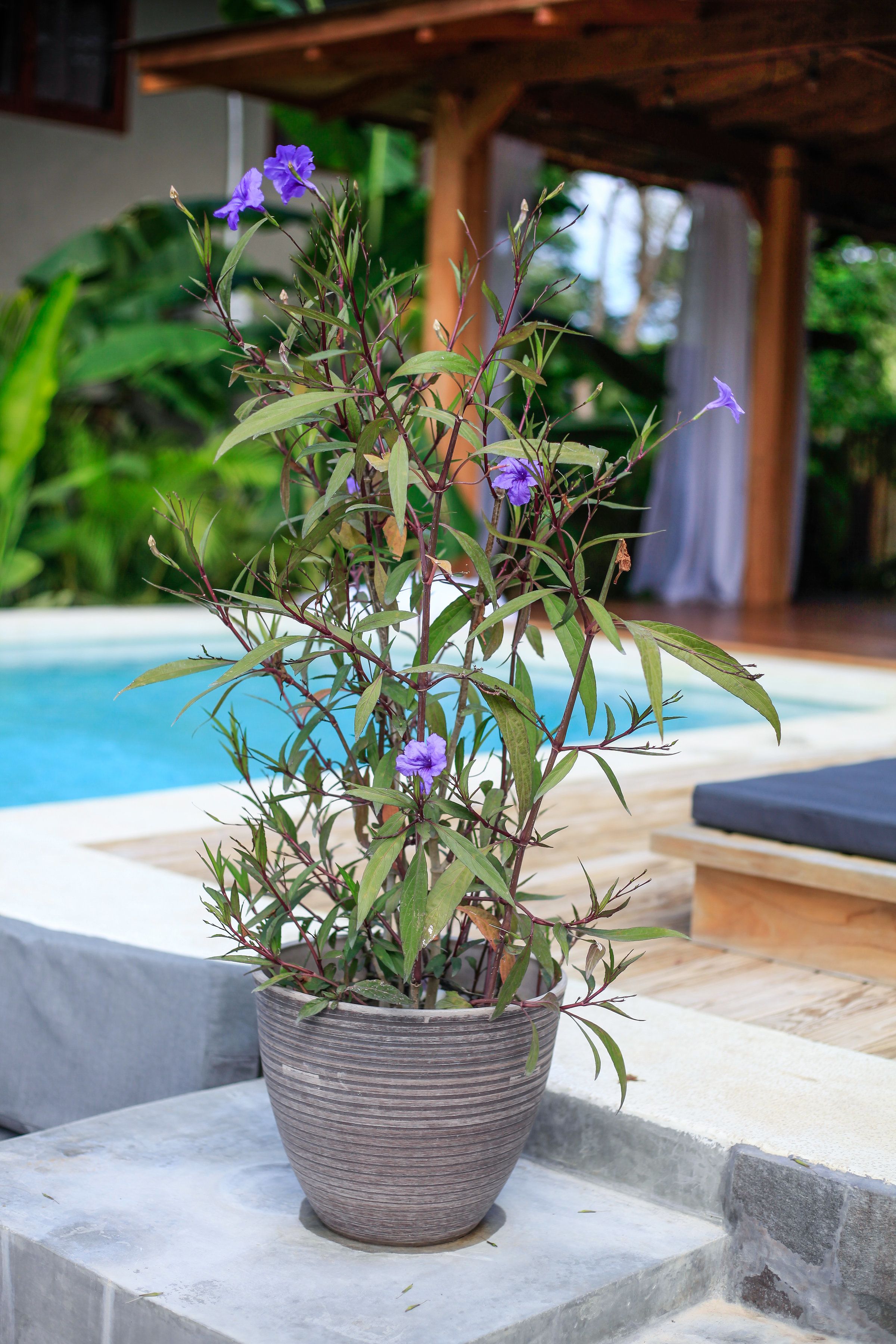 Een pot met paarse bloemen bij een zwembad.