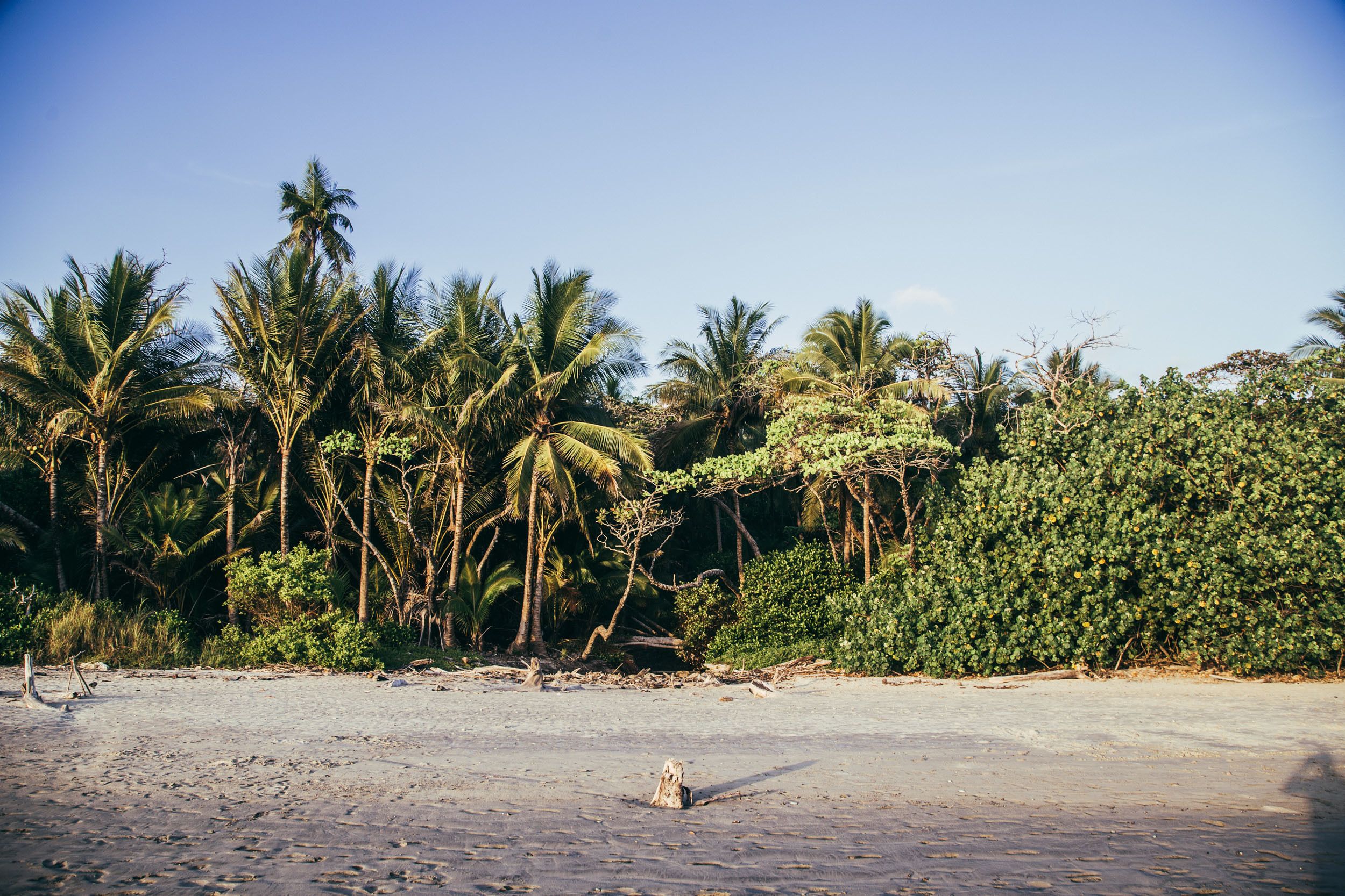 Una playa arenosa con palmeras y vegetación densa al fondo.
