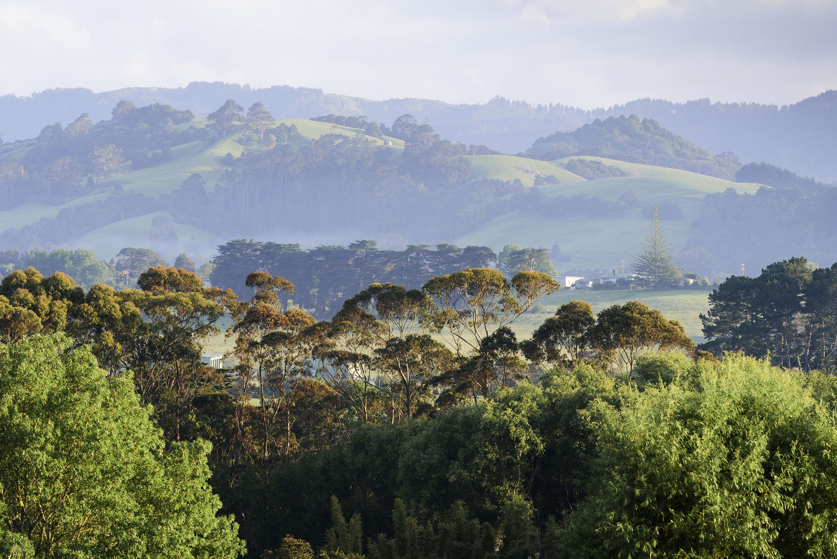 A landscape with rolling hills and dense forest.
