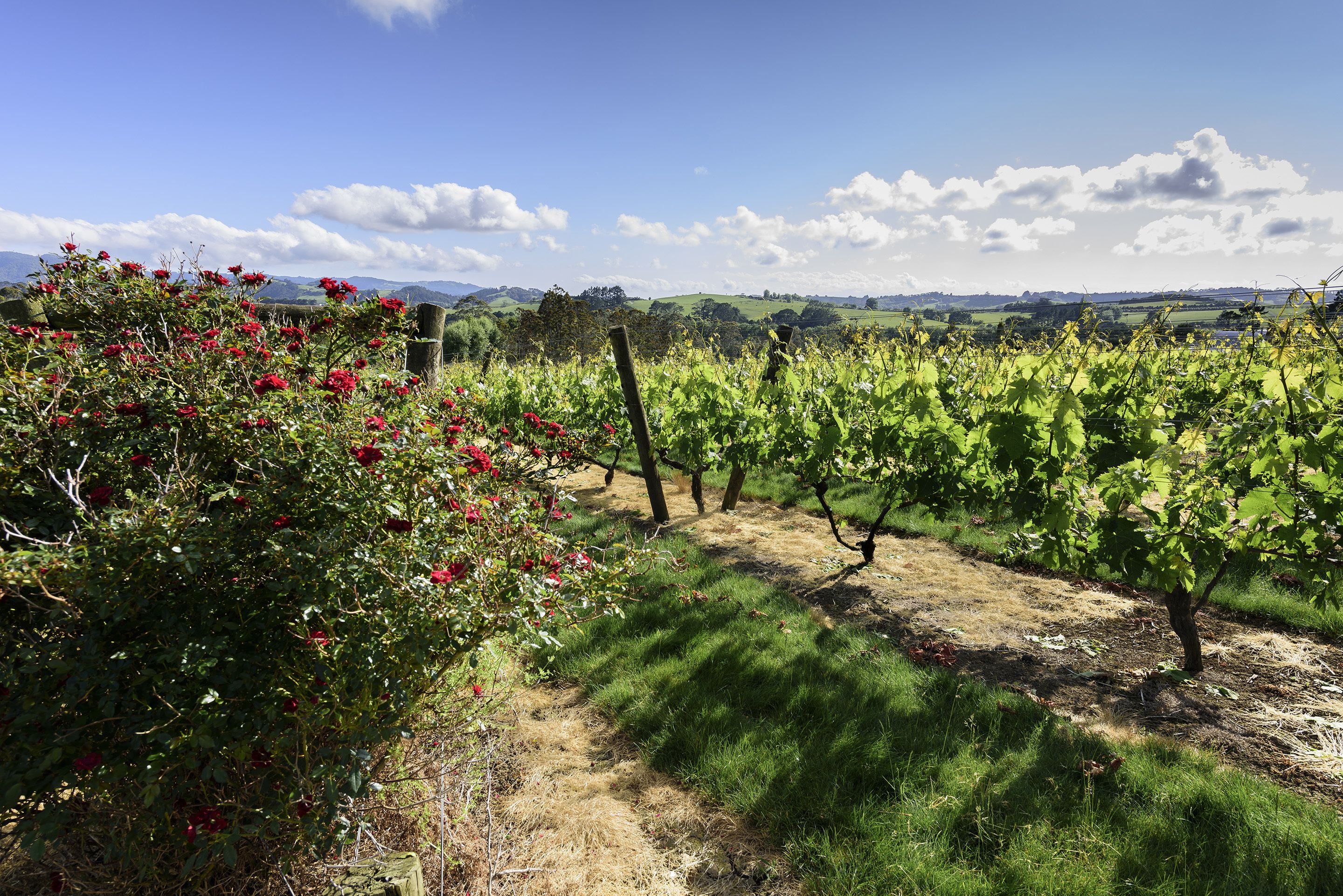 A vineyard with rows of grapevines and flowering bushes.