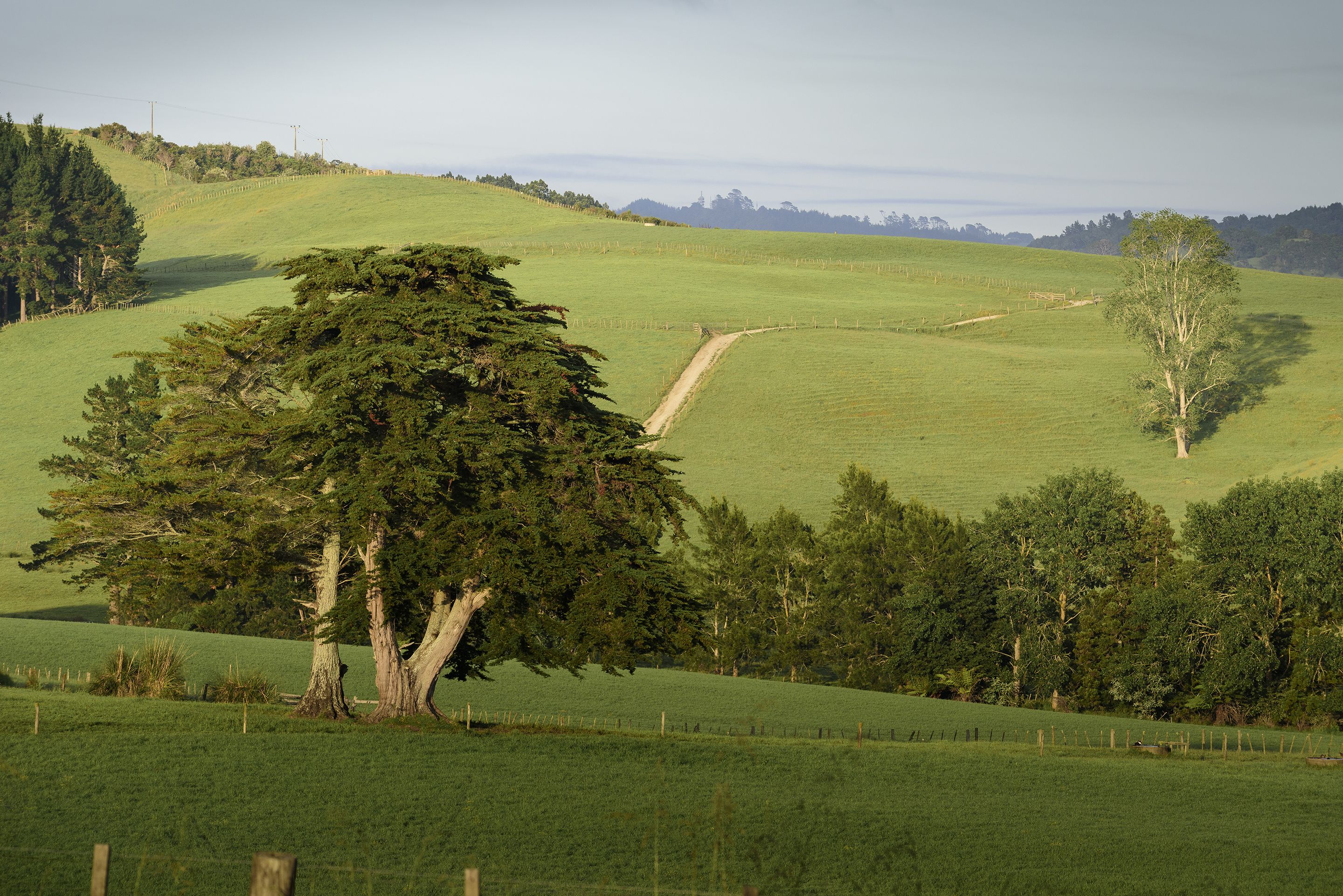 Paesaggio rurale con dolci colline, un sentiero sterrato e diversi alberi.