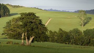Paesaggio rurale con dolci colline, un sentiero sterrato e diversi alberi.