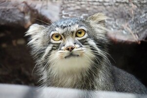 Primer plano de un gato con ojos amarillos y pelaje gris.