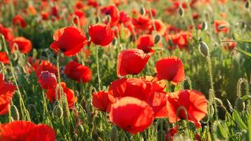 A field of red poppies.