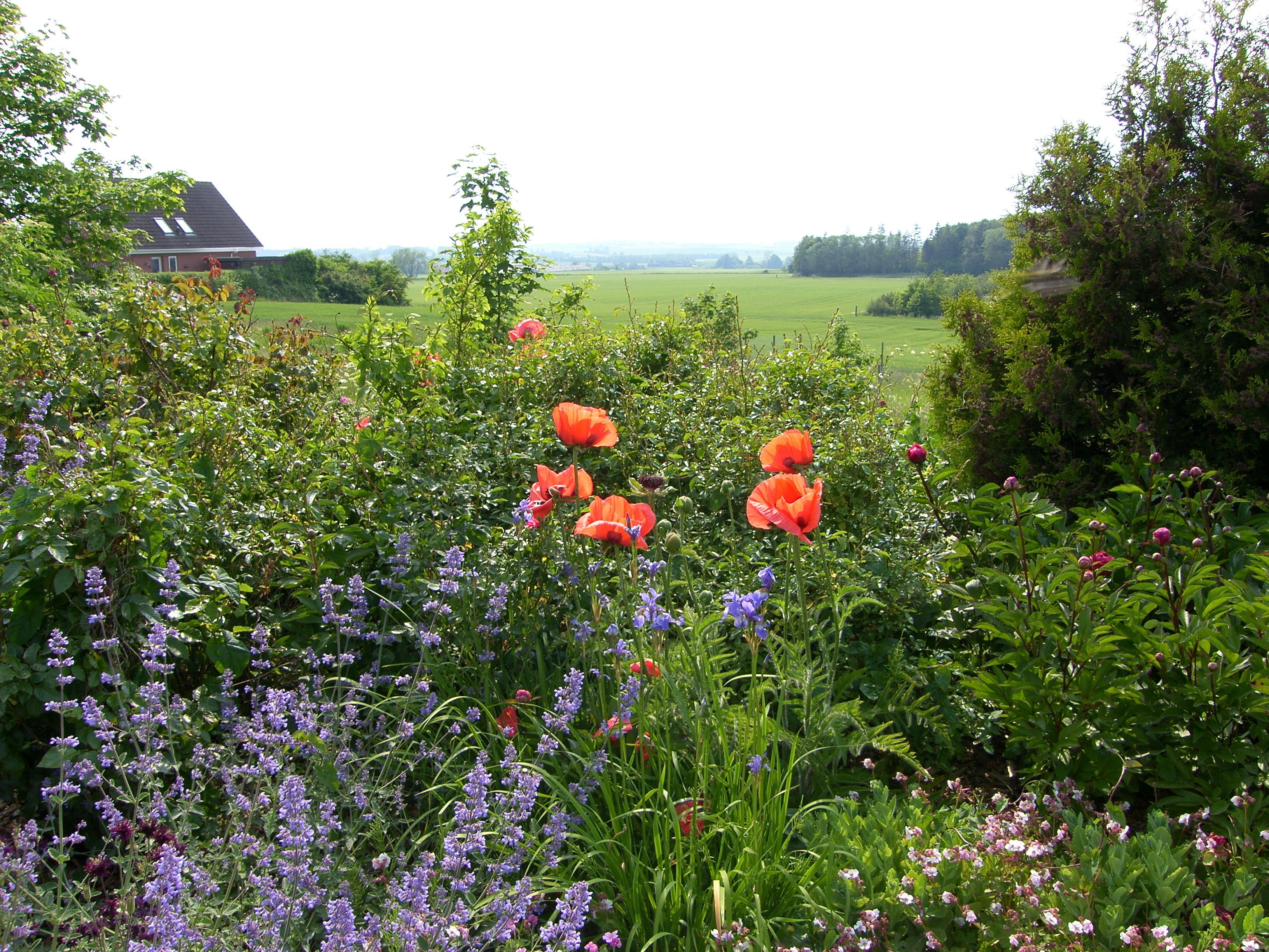 Ein Garten mit bunten Blumen und einem Haus im Hintergrund.