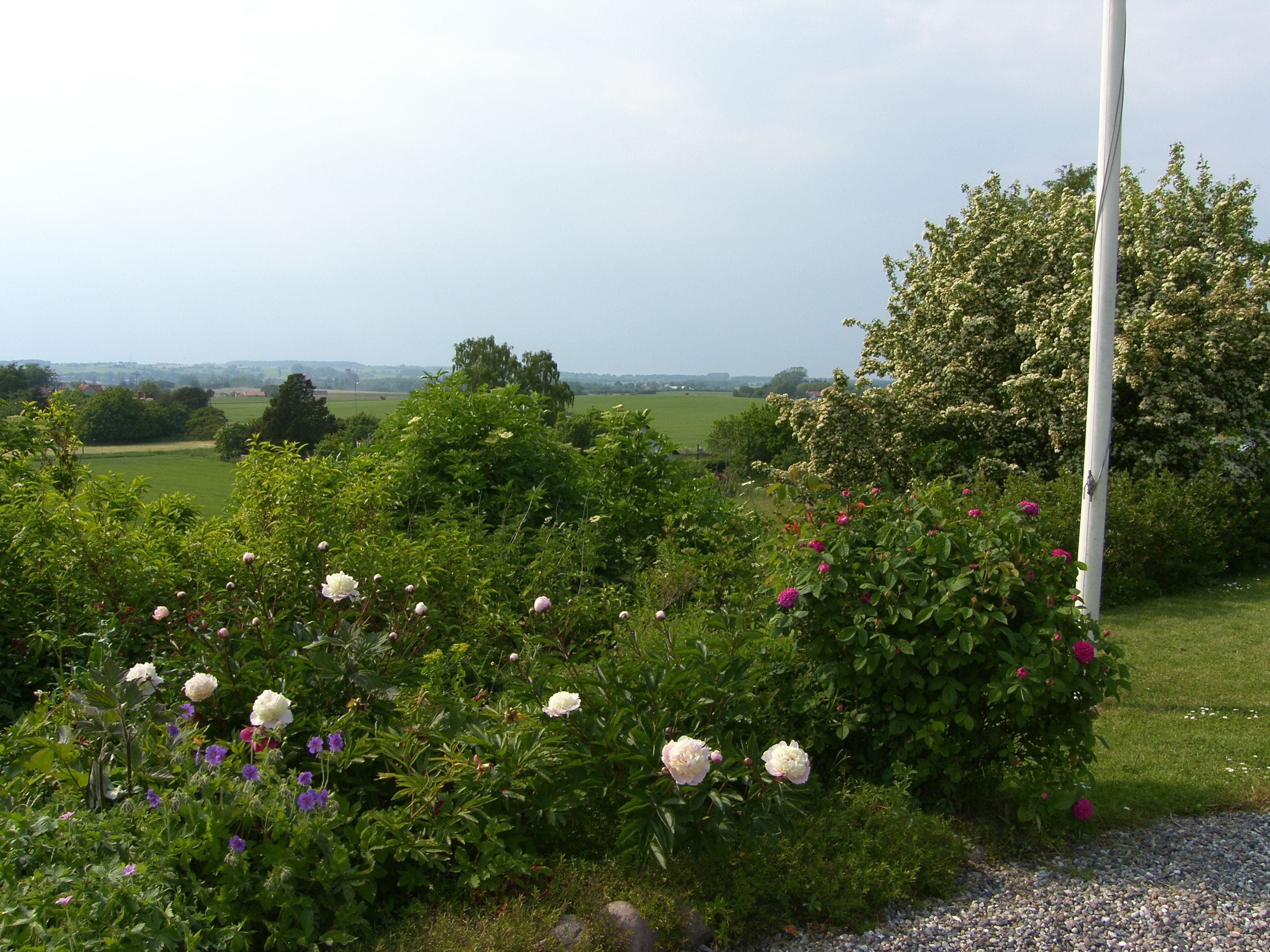 A garden with various flowers and a view of the countryside.