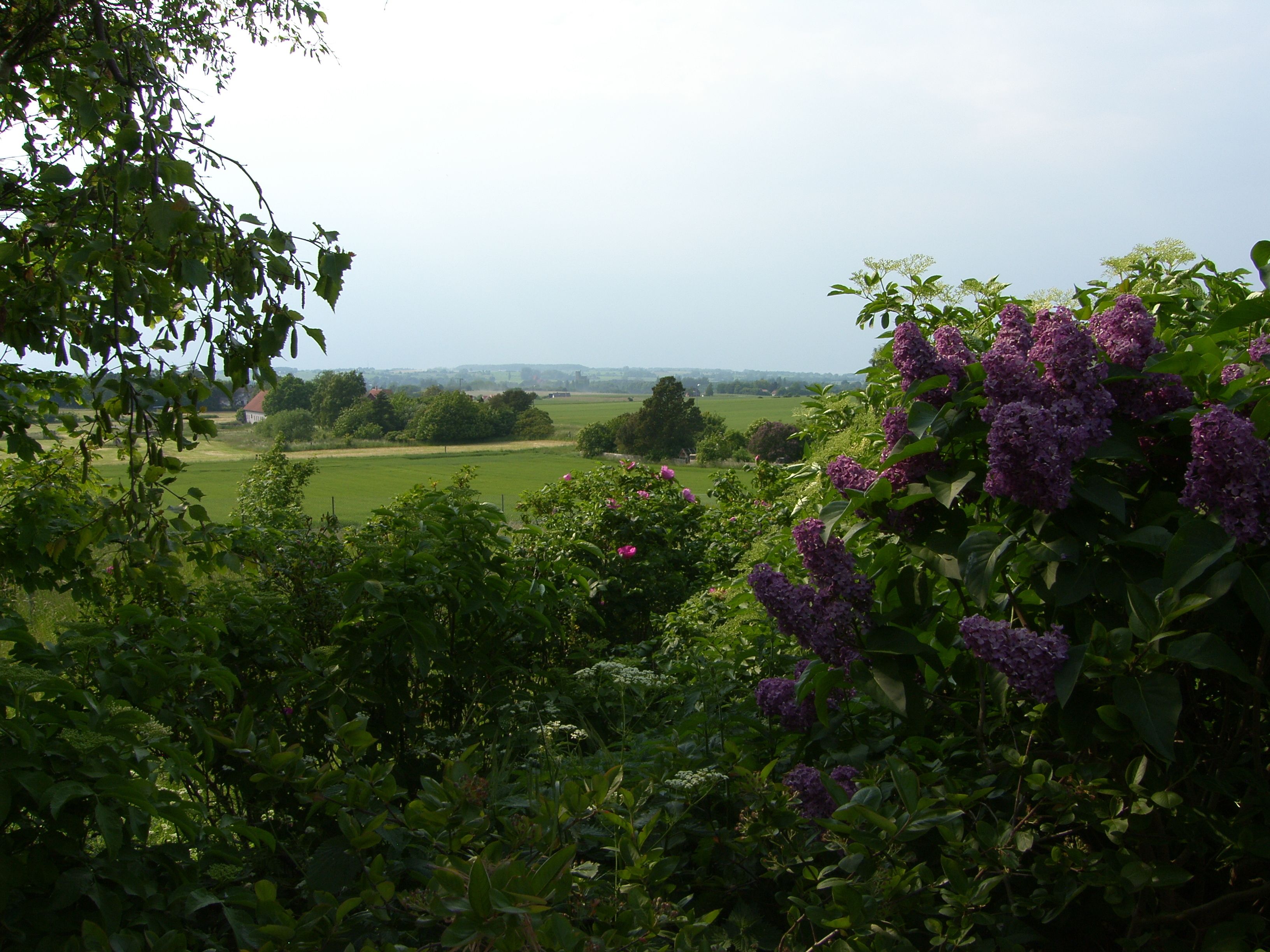 A lush garden with dense foliage and purple flowers, a distant view of a green field, and a clear sky.