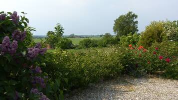 A garden with gravel path, purple flowers, and red flowers.