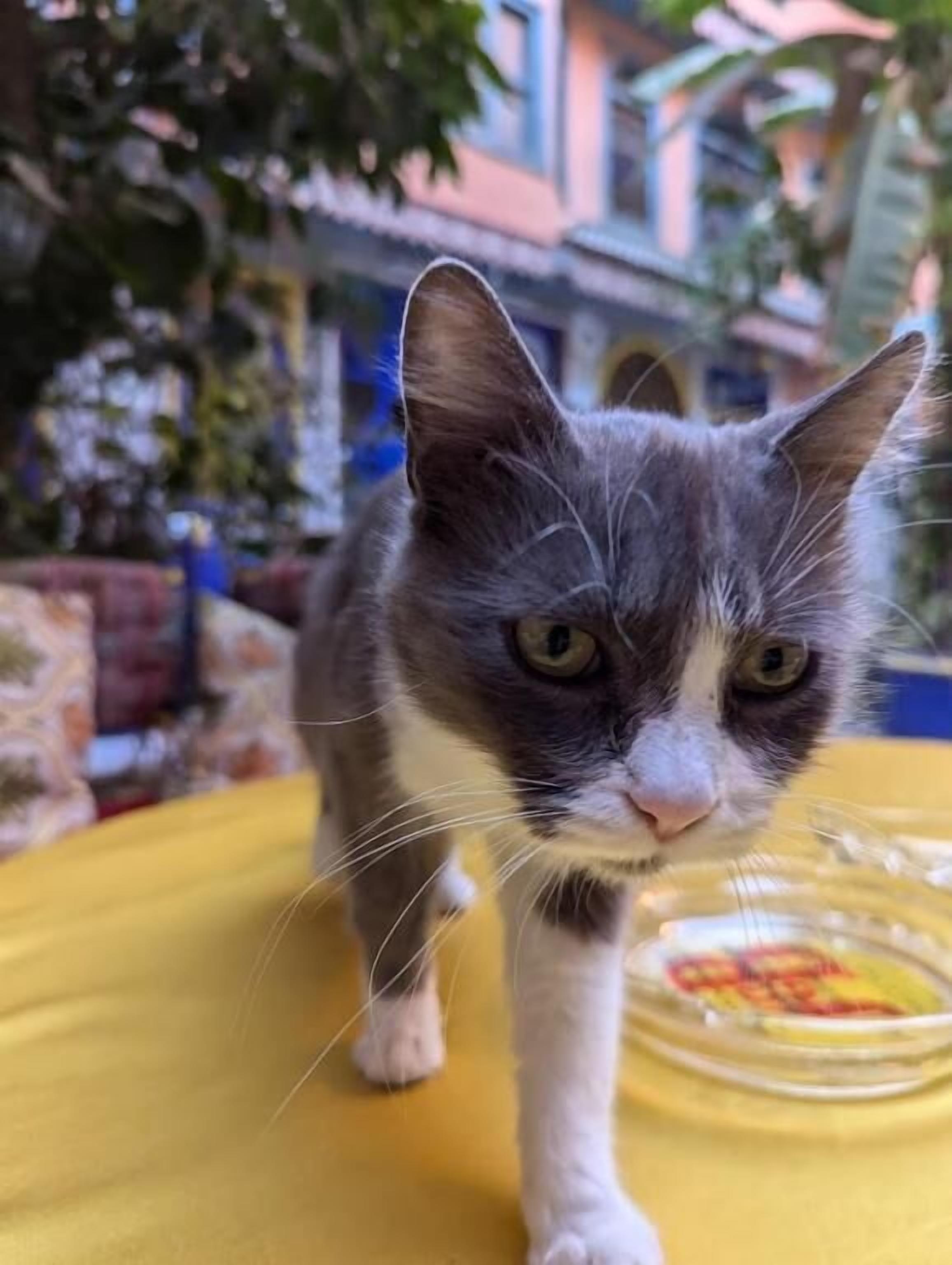 Foto - Riad Carole - Perfect for Families & Groups