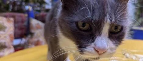 A cat with a white chest and gray fur standing on a yellow surface.