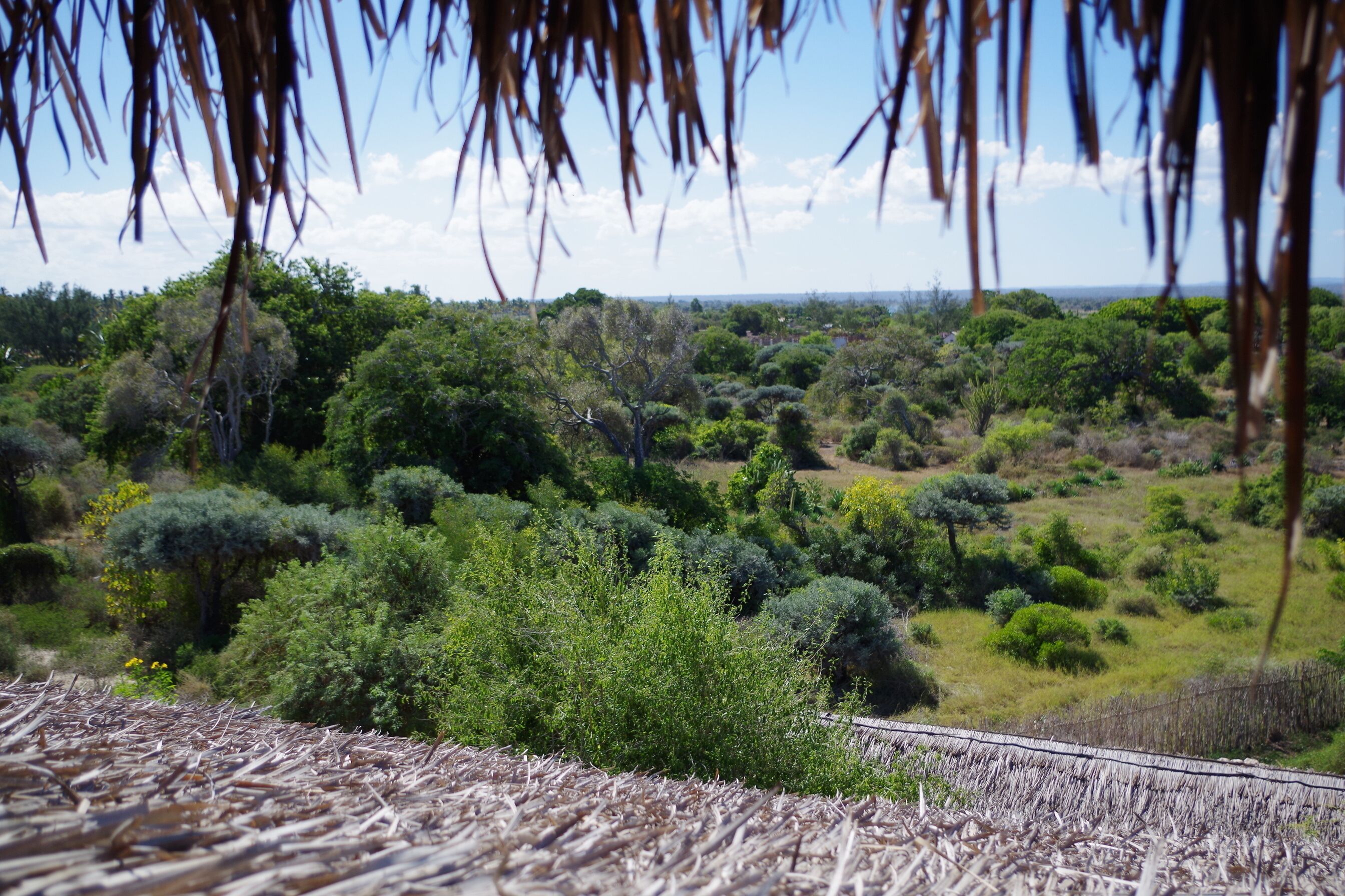 A view of a rural landscape with dense greenery and a clear sky.
