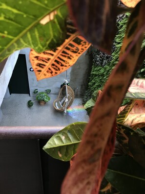 A birdcage with a hanging toy, a small potted plant, and a concrete surface.