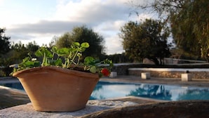 Una maceta de terracota con una planta y una flor roja sobre un borde de piedra junto a una piscina.