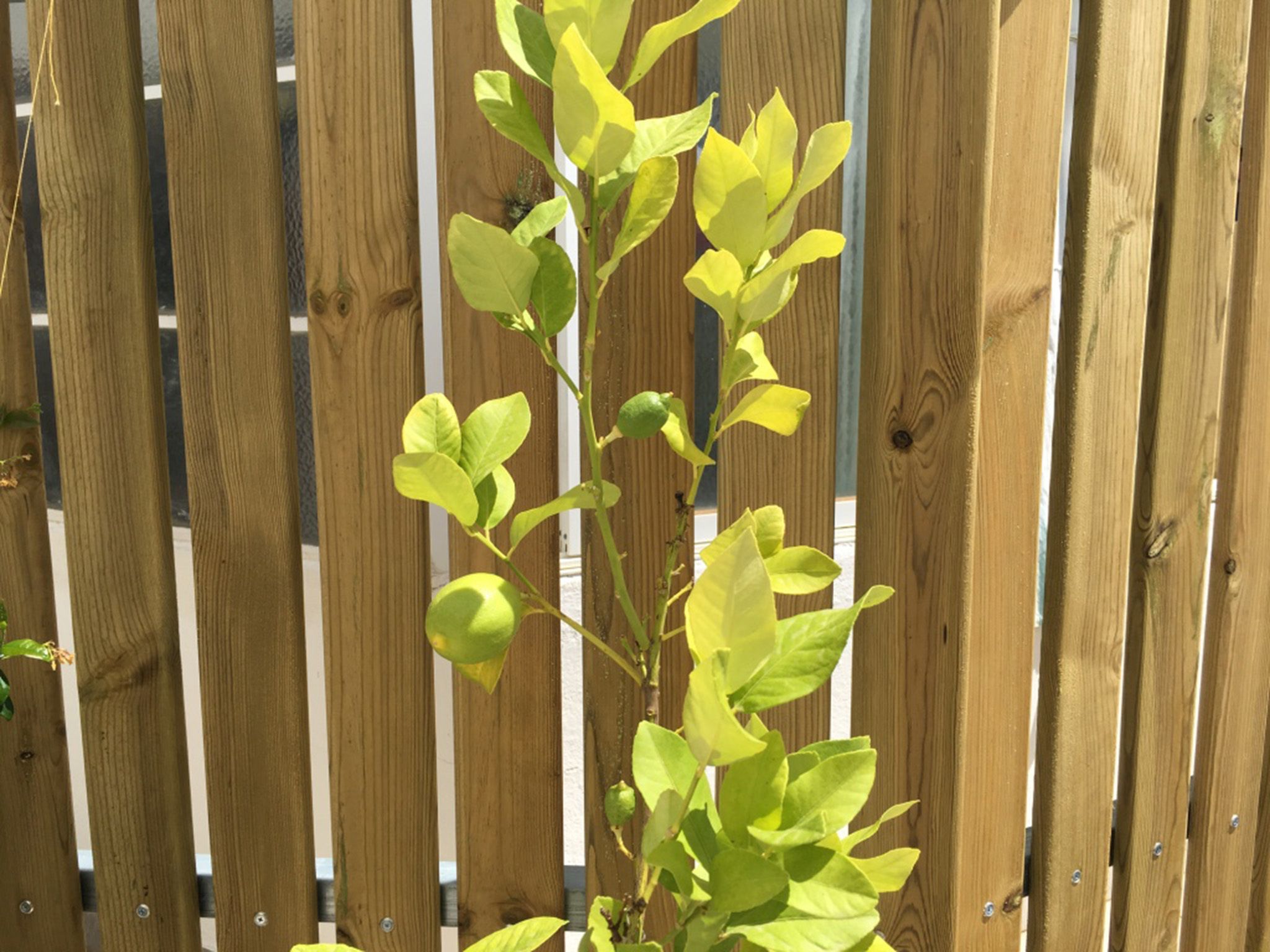 A wooden fence with a plant growing through it.