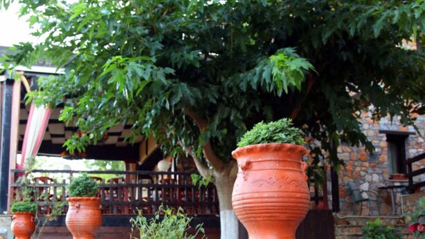 Terracotta plantenbakken met planten, een stenen muur en een houten schutting in een tuin.