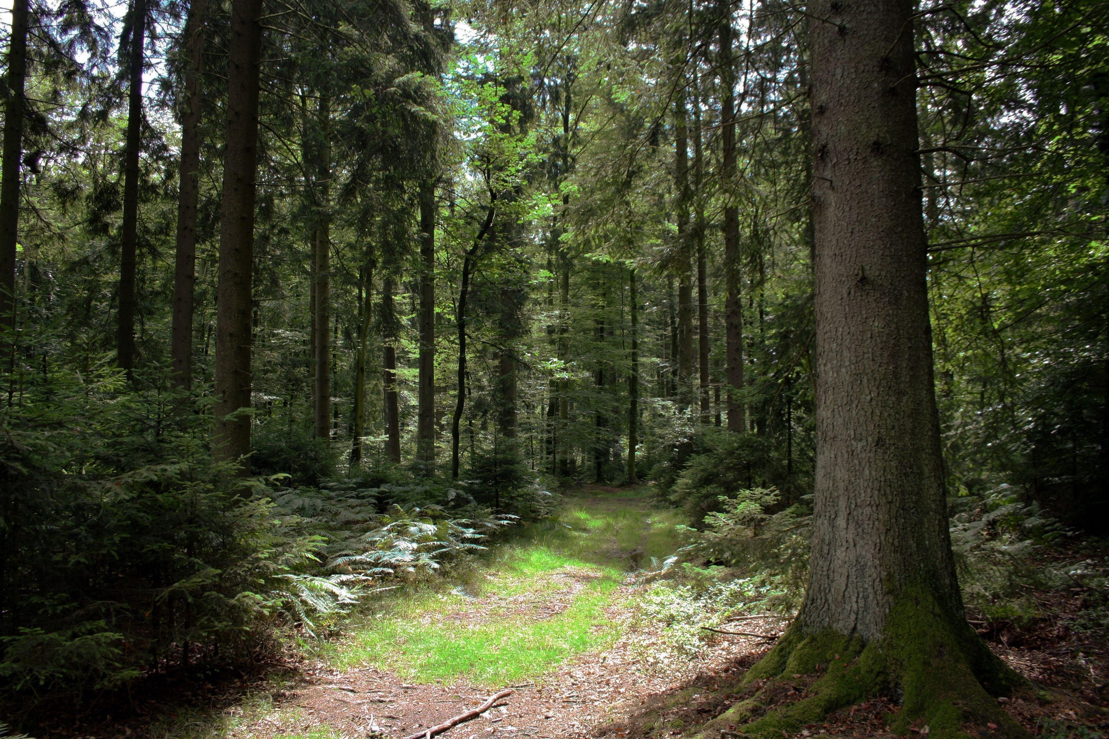 Un sendero en el bosque rodeado de árboles altos y maleza densa.