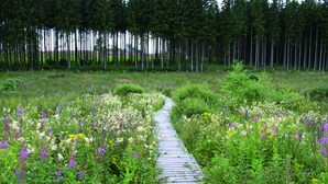 A natural landscape with a wooden pathway leading through a field of wildflowers.