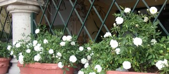 Casita Montana Hotel and Suites