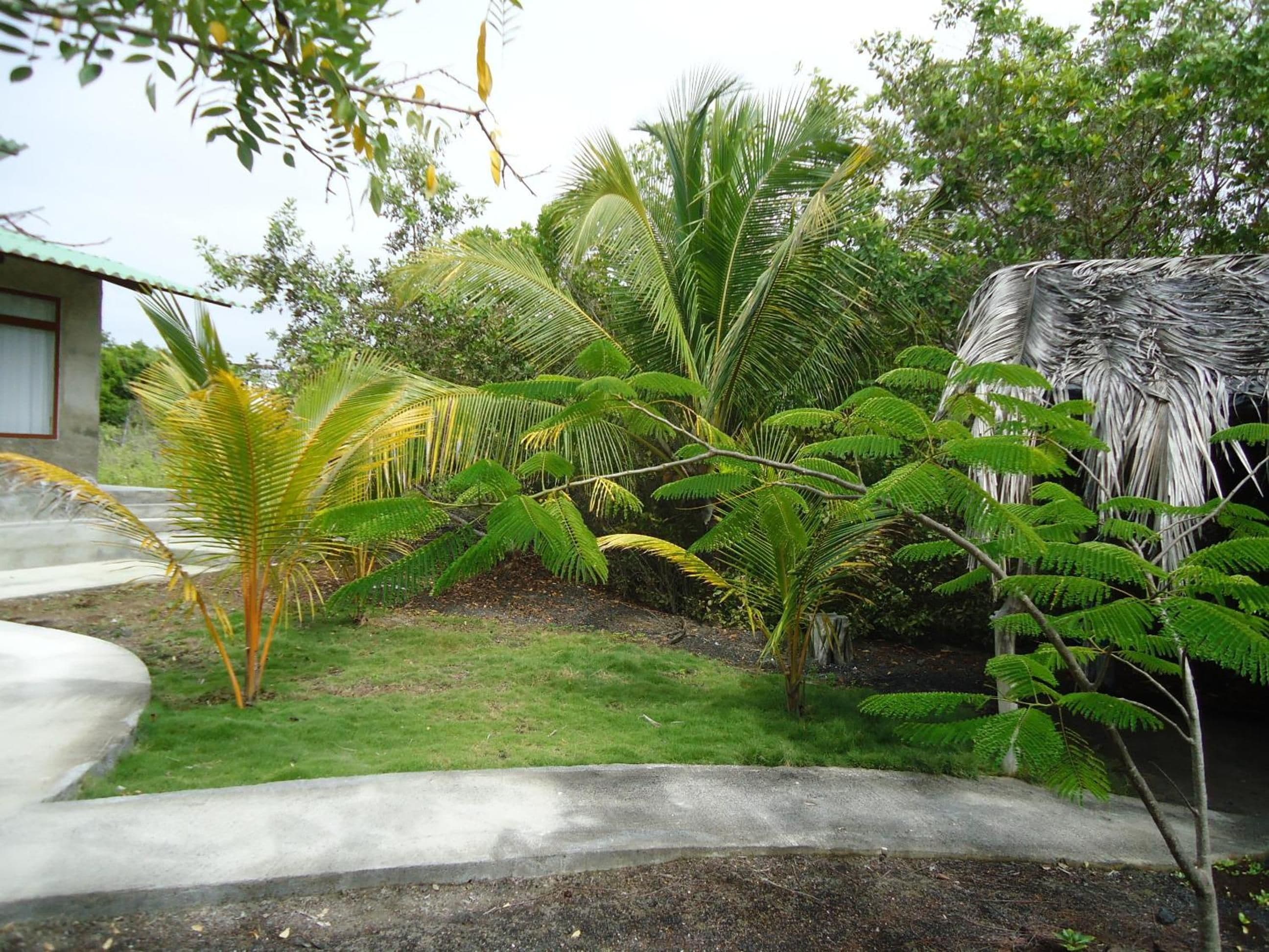 A garden with various tropical plants, a concrete pathway, and a building with a window.