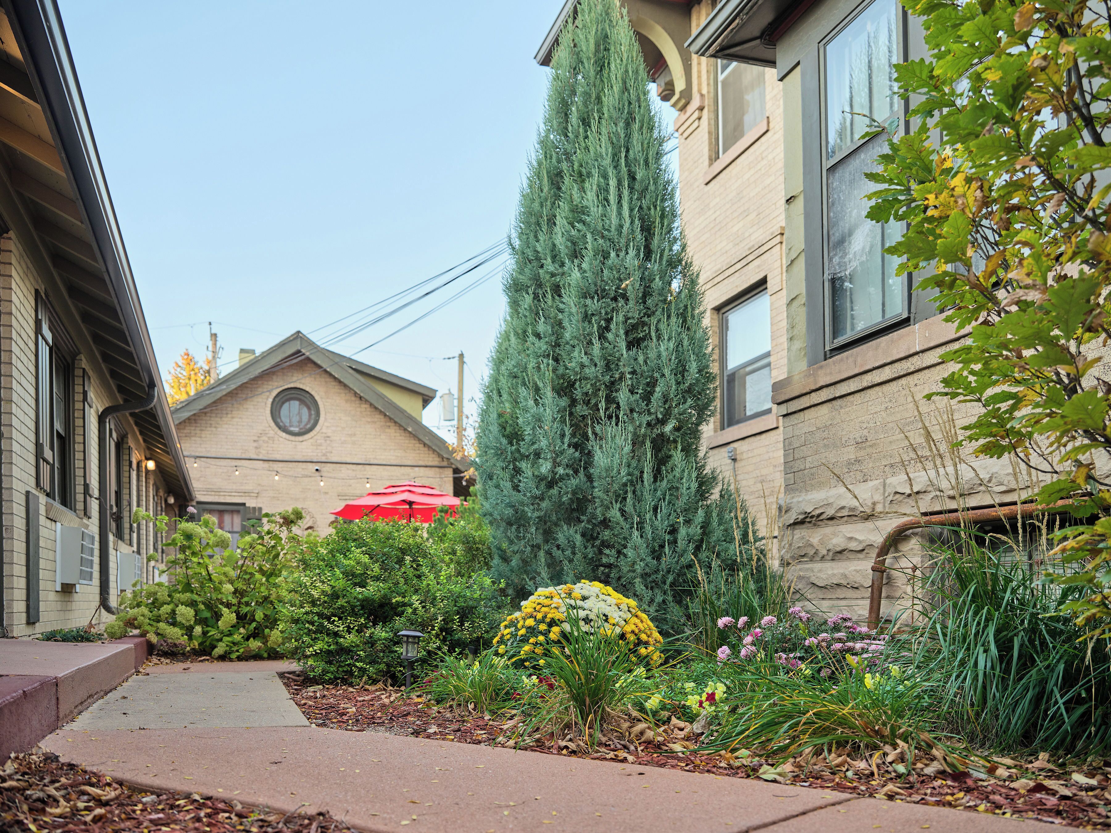 Un quartier résidentiel avec un sentier, un grand arbre à feuilles persistantes et diverses plantes à fleurs.