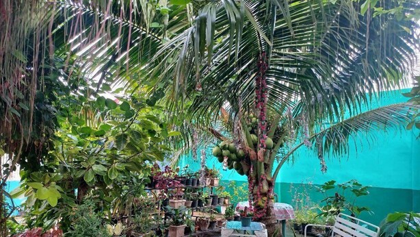 A lush indoor garden with various potted plants, a bench, and a table. - Pete's Inn (Roxas City)