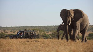 Safari