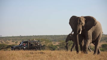 Safari