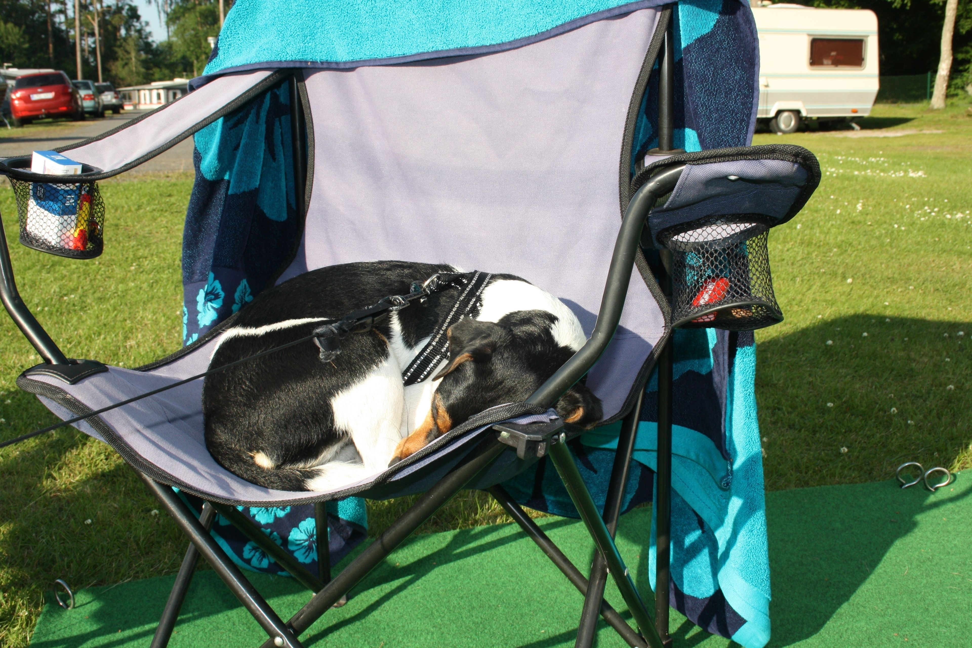 Un perro durmiendo en una silla de camping.