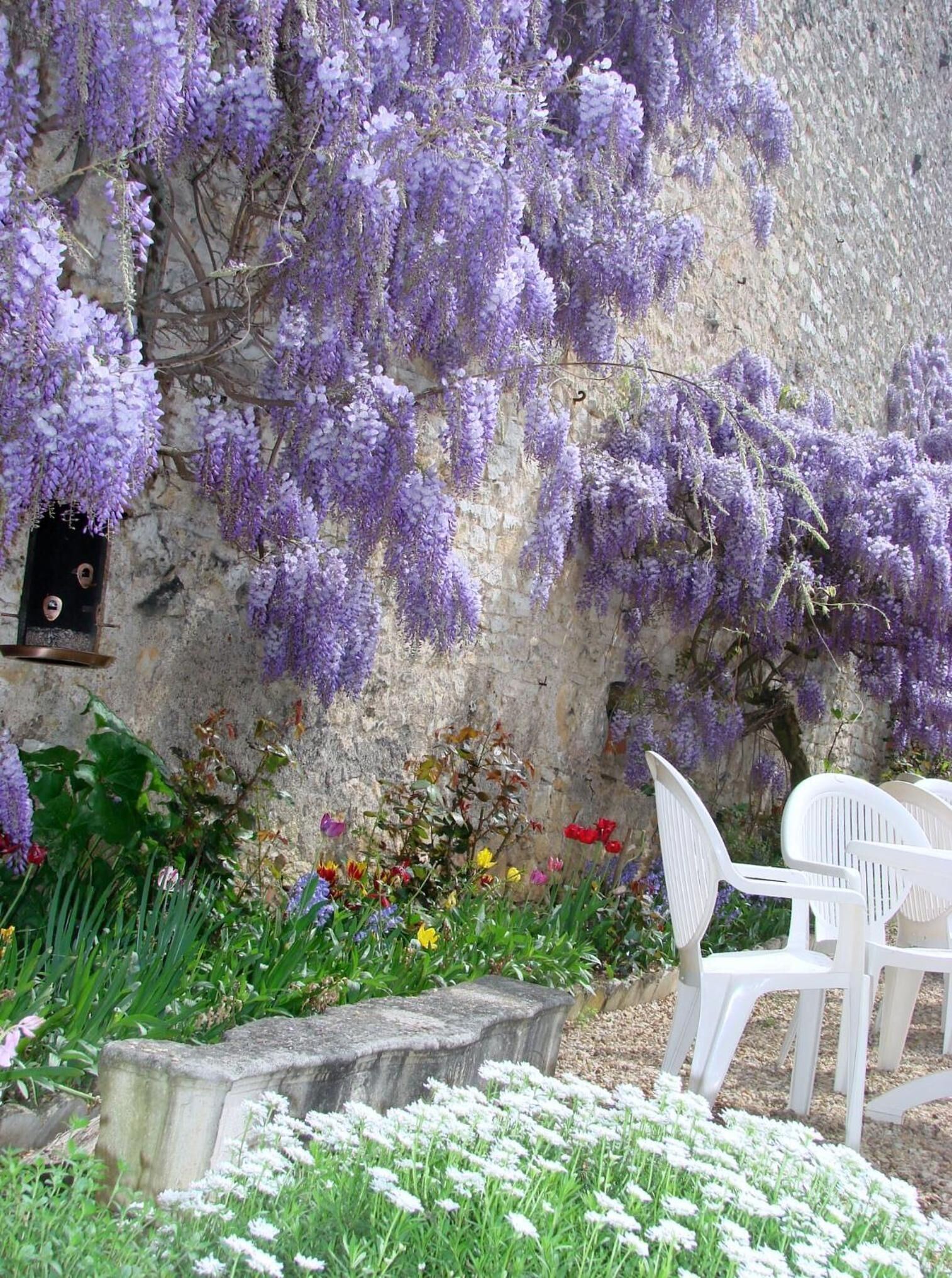 A garden with purple wisteria vines, white chairs, and a variety of flowers.