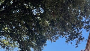 Vista de un viñedo con árboles y un cielo despejado.