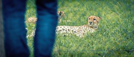 A cheetah in a grassy field with a blurred human figure in the foreground.