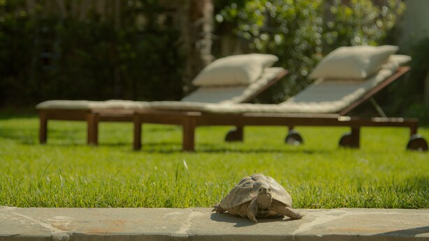 Una tortuga sobre un saliente de piedra en una zona cubierta de césped, con dos tumbonas al fondo.