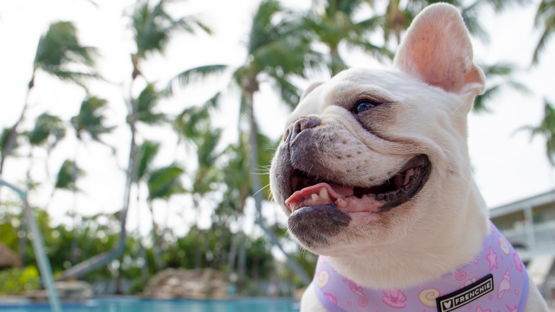 A close-up of a white dog with a pink collar, standing outdoors with palm trees in the background.