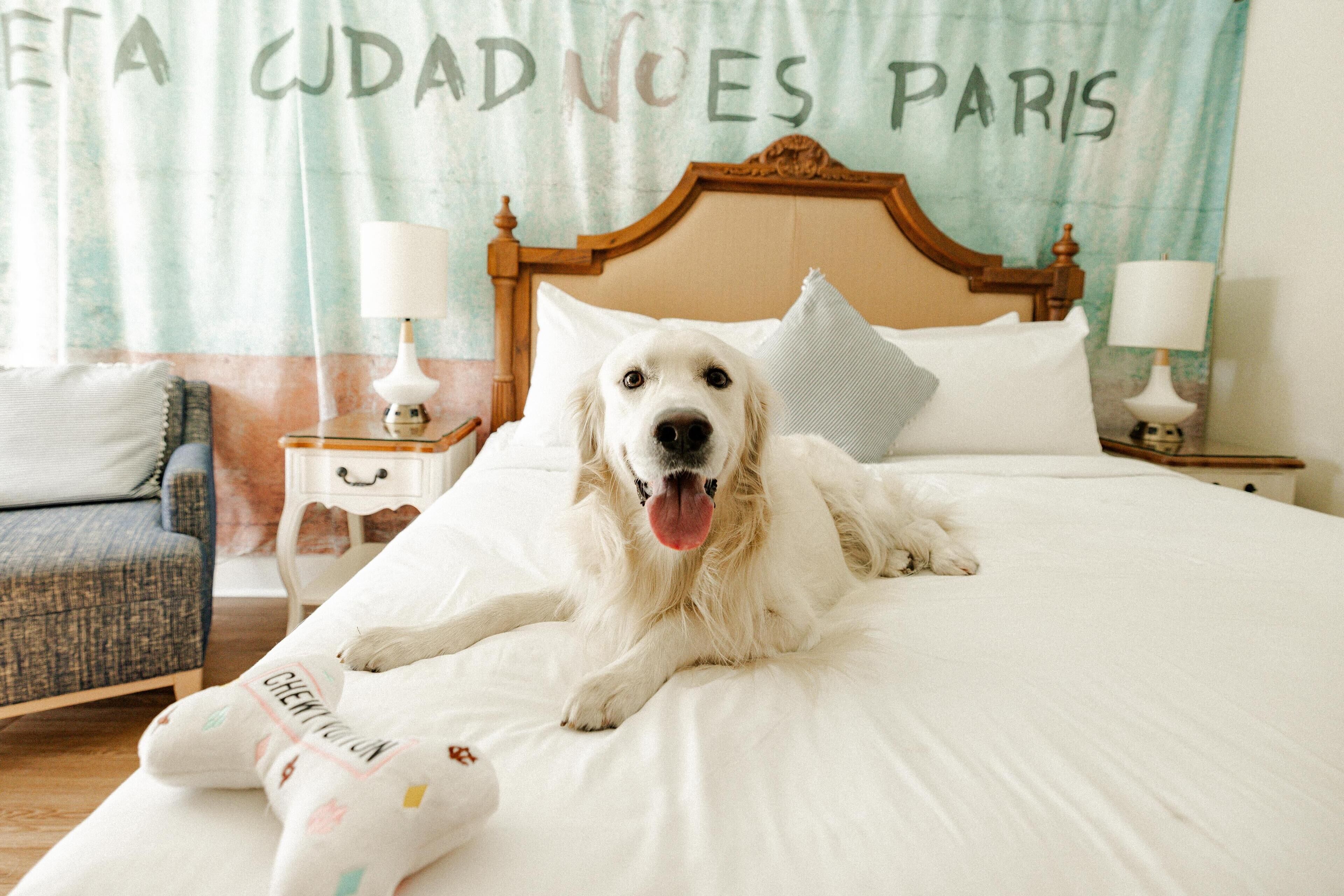 Un perro descansando en una cama con una manta que tiene texto.