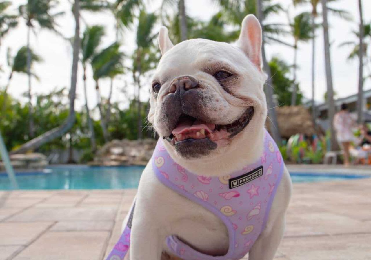 En hvid hund med lyserødt bandana sidder ved en pool med palmer i baggrunden.