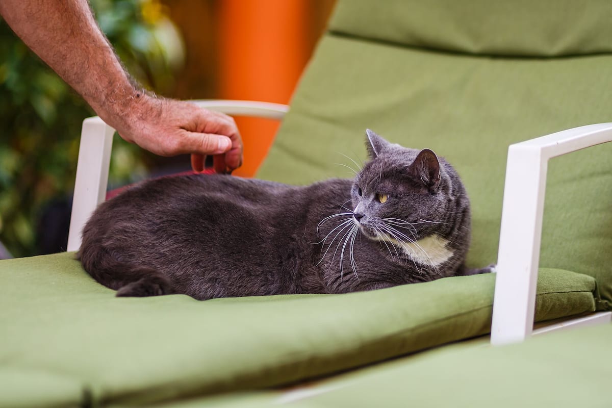 Eine graue Katze liegt auf einem grünen Stuhl mit weißen Armlehnen.