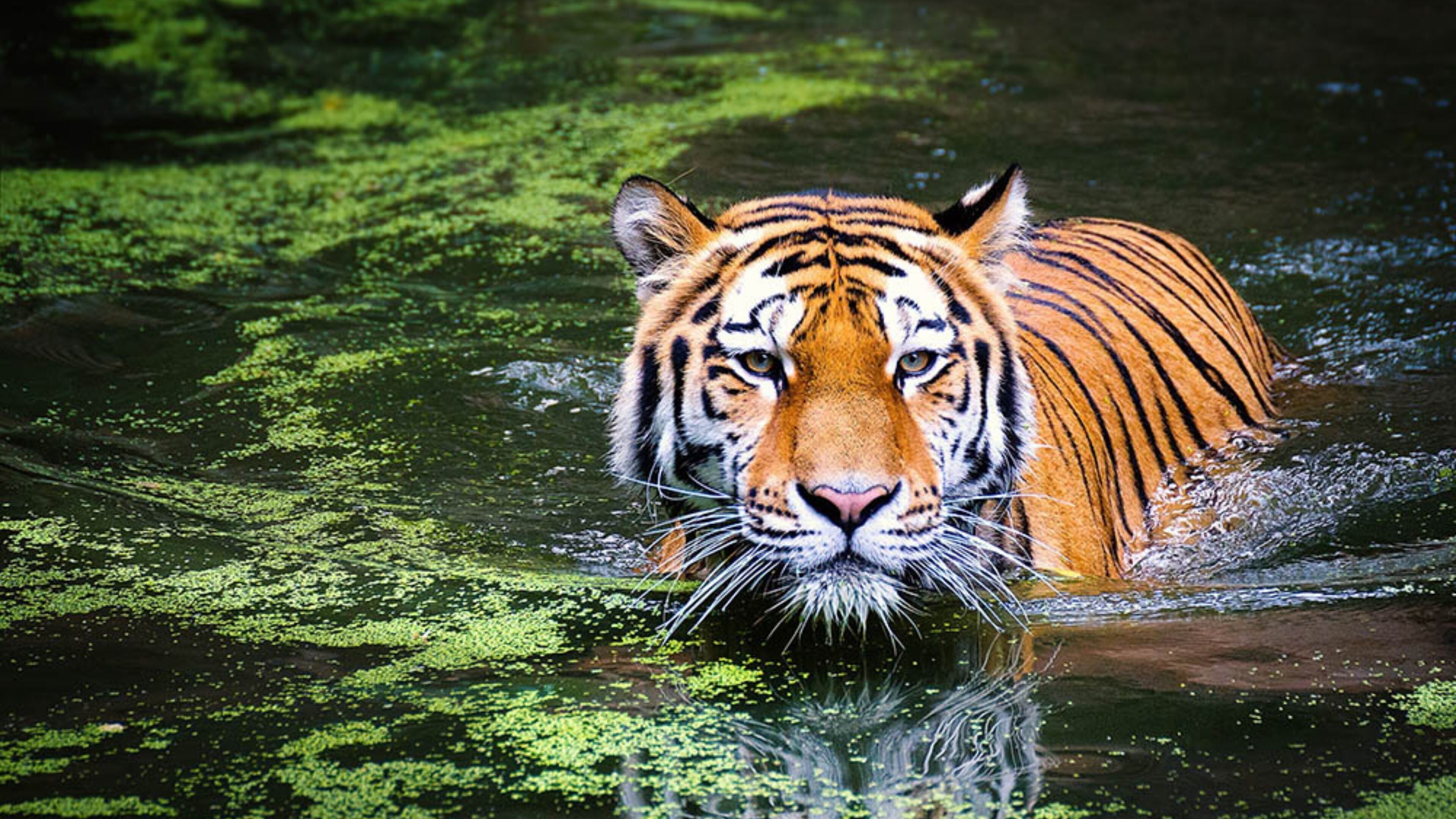 A tiger in water with green foliage in the background.