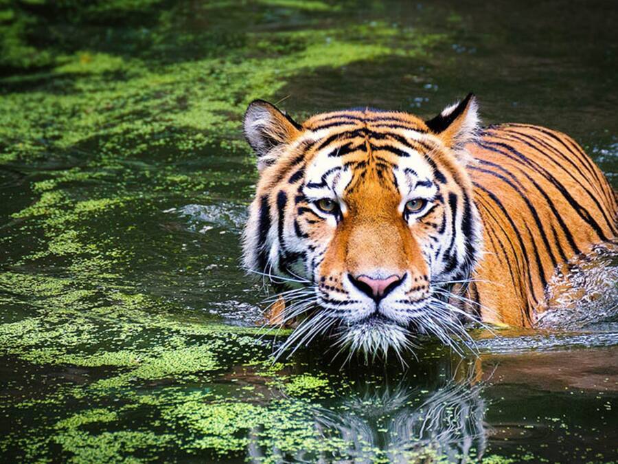 A tiger in water with green foliage in the background.