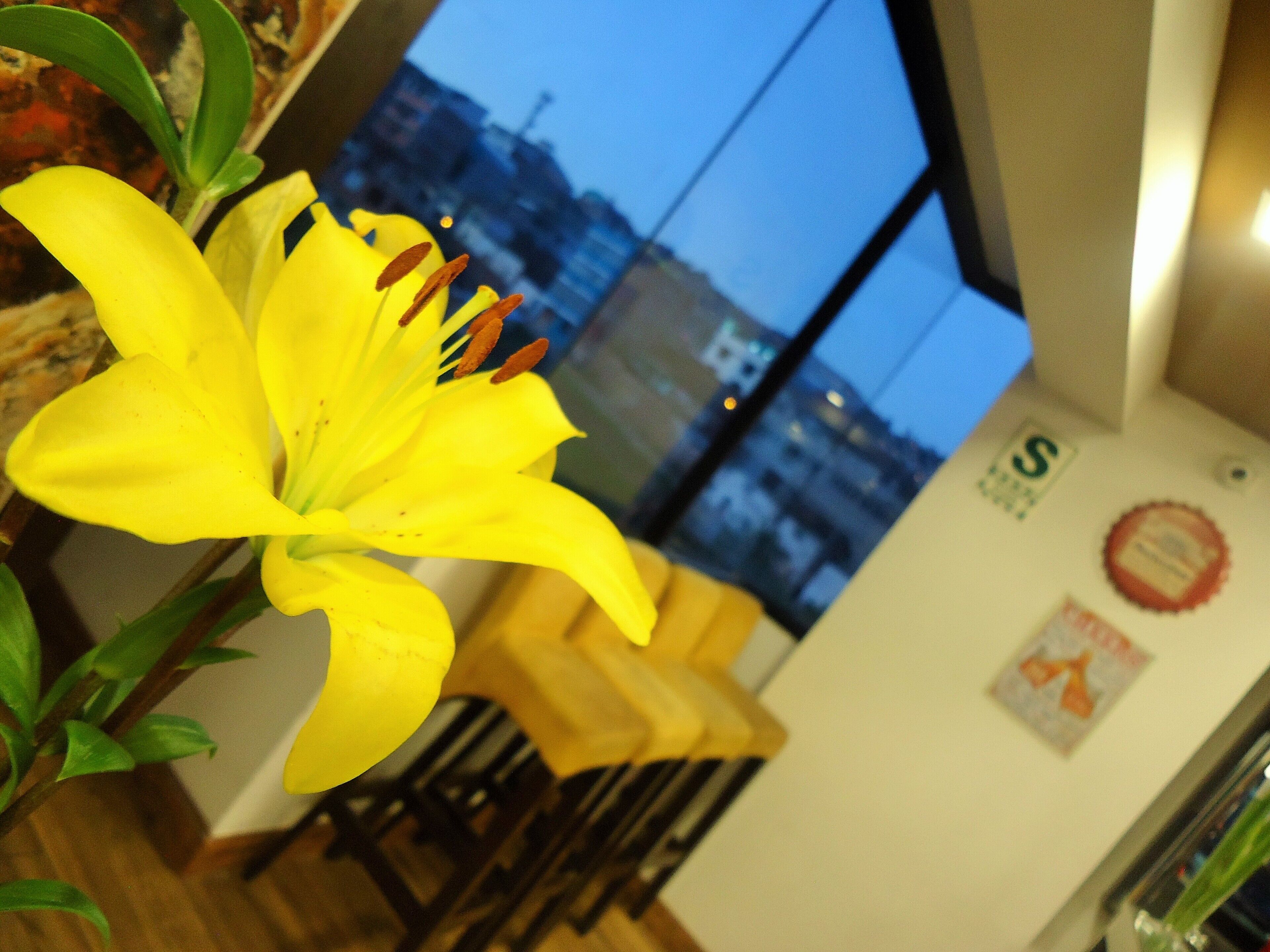 Une fleur jaune dans une pièce d’où l’on aperçoit un paysage urbain à travers une fenêtre.
