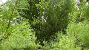 Un enfant marchant dans une forêt dense, où les pins verts se dressent.