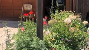 A wooden building with a garage door, a wooden chair, and various plants and flowers in the foreground. - Cozy quite private Aspen Studio  (Aspen)