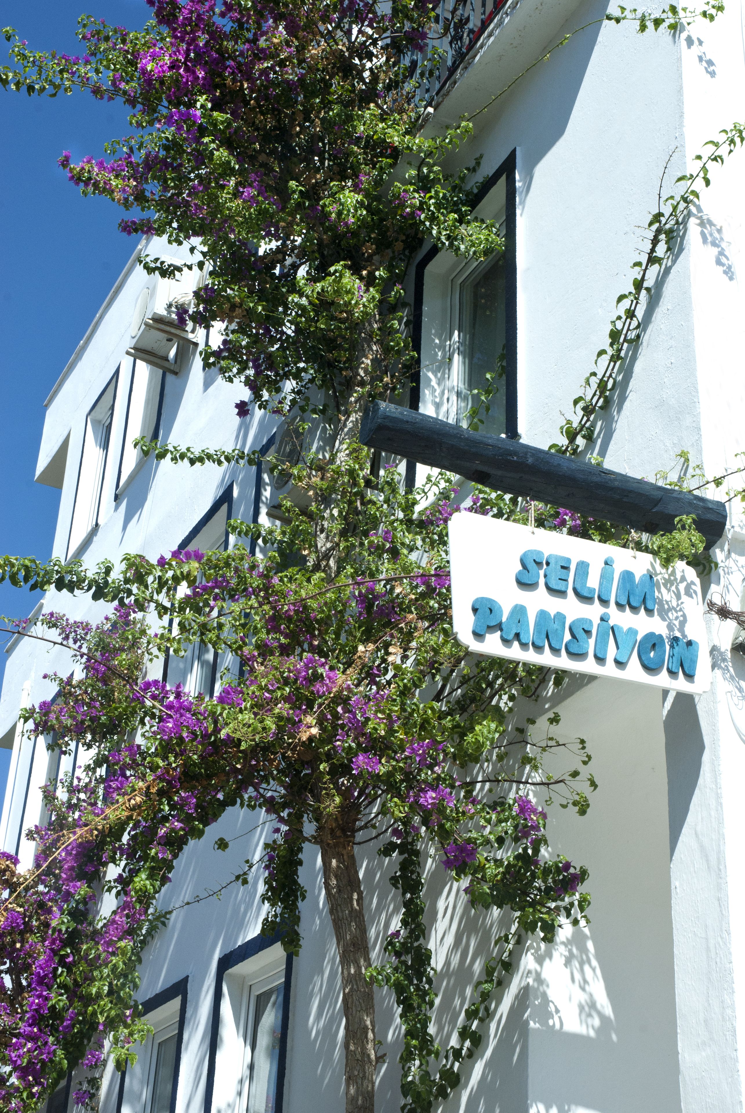 A building with a sign reading "SELIM PANSIYON" and a tree with purple flowers.