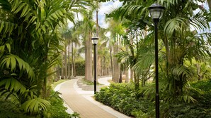 Un sendero pavimentado bordeado de exuberante vegetación y palmeras, que conduce a un edificio distante.