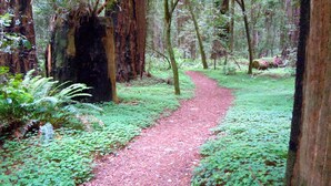 Ein Waldpfad mit roter Markierung, umgeben von hohen Bäumen und üppigem Grün.