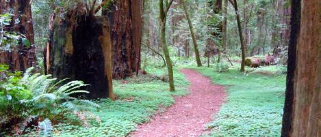 Un sentier forestier balisé en rouge, bordé de grands arbres et de feuillage verdoyant.
