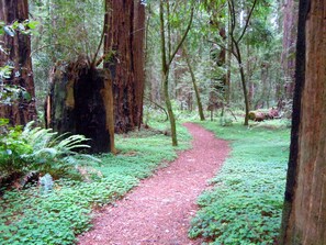 Property grounds - Water Tower & Private Hot Tub - Just Five Minutes To Historic Mendocino Village (Mendocino)