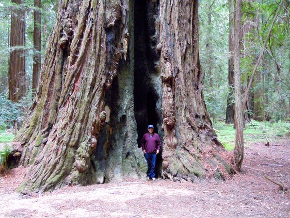 Una persona parada frente a un árbol grande con un hueco en su interior.