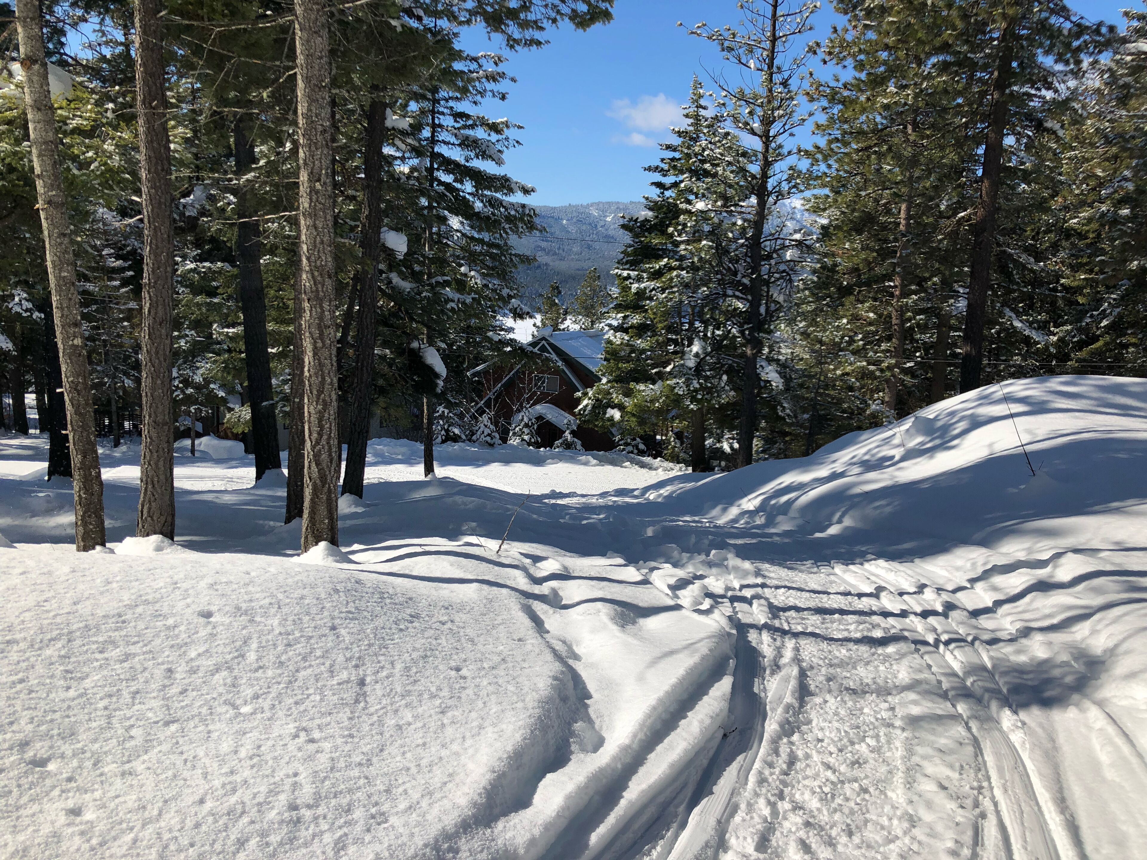 Ett snötäckt landskap med träd och ett hus i bakgrunden.