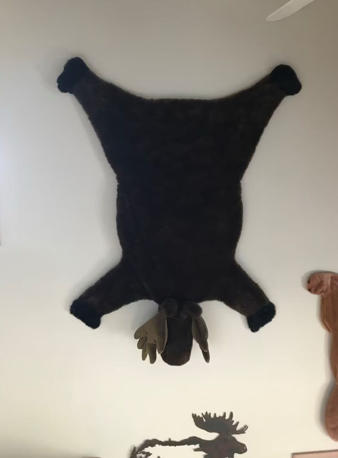 A mounted animal hide on a wall.