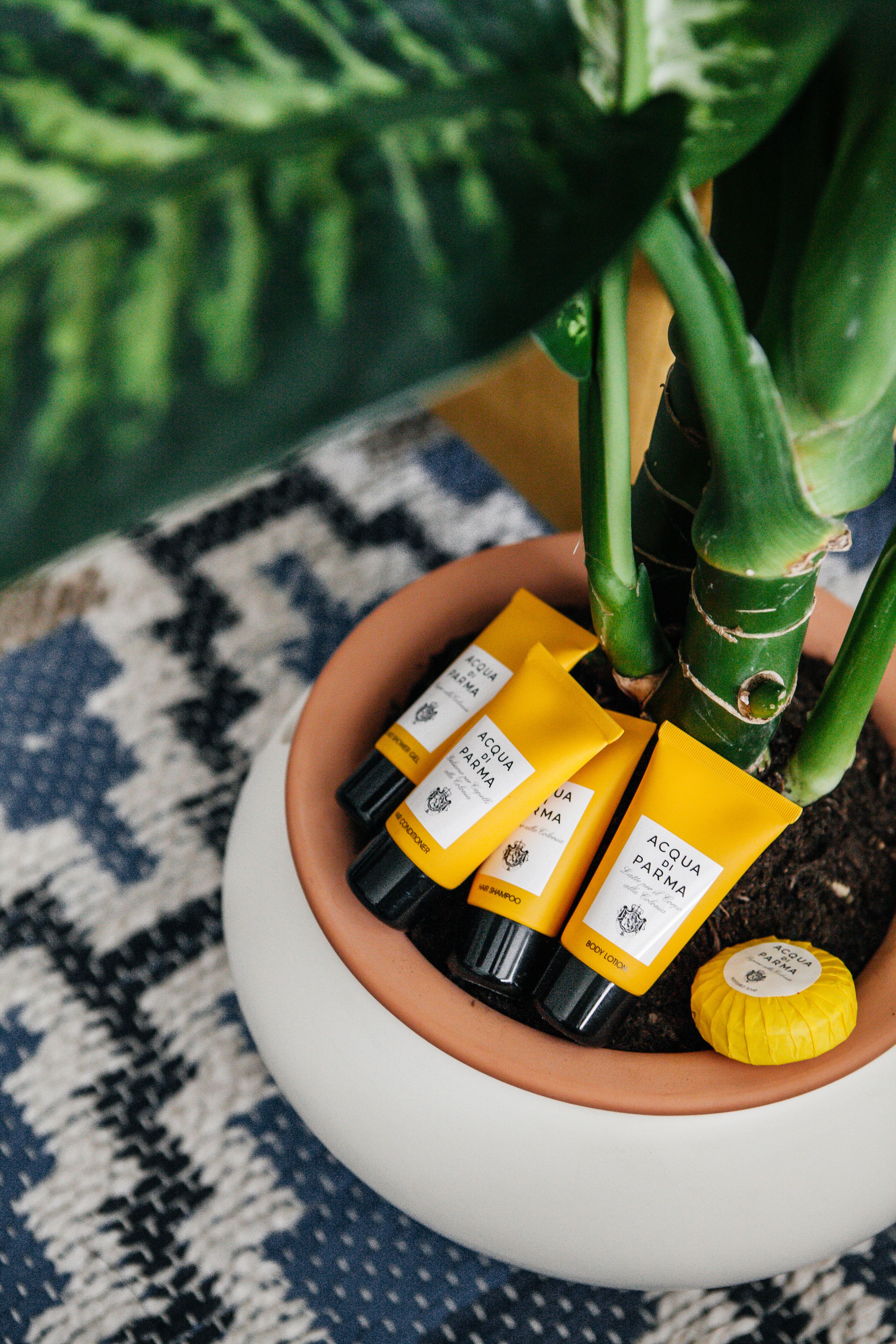 Uma planta em vaso, com vaso branco, contendo várias garrafas amarelas com a etiqueta "ACQUA PARMA" e um pequeno objeto amarelo.